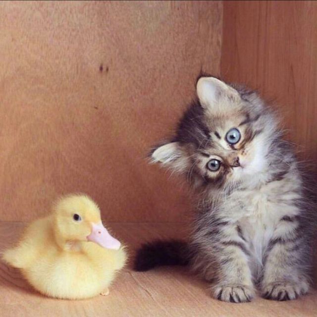 无条件【高清女版】 - 小尾巴-猪 唱吧,听见歌声遇见你