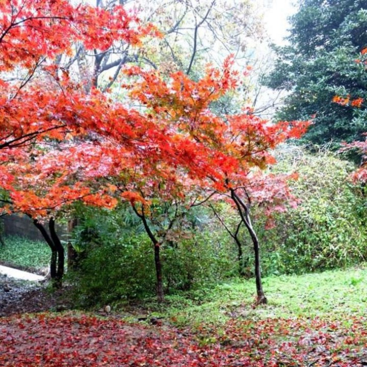 春风秋雨又两年【南柯一梦专属】