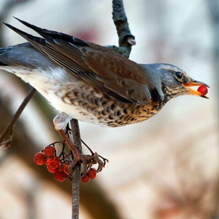 爱尔兰画眉【伴奏】