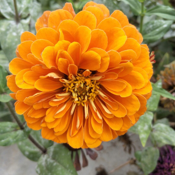 独爱一枝花
