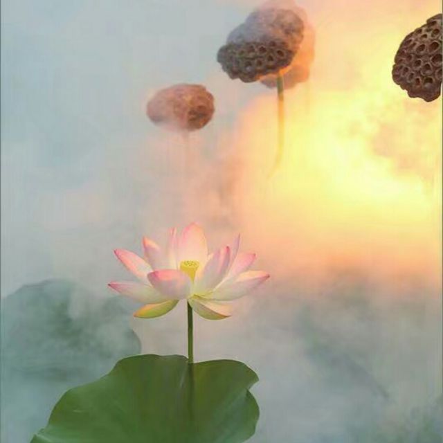 我是佛前的一朵青莲