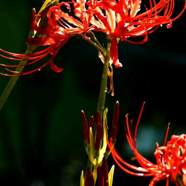 他一定很爱你 - 绝情殿就让她过去 唱吧,听见歌声遇见你