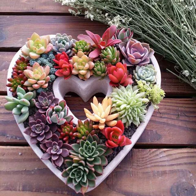 成都【海导版】