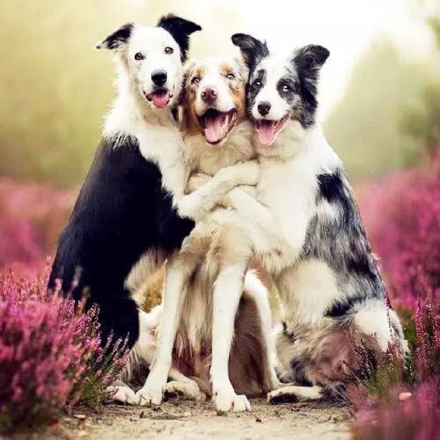 爱与诚 - 沉没的泰坦尼克 唱吧,听见歌声遇见你