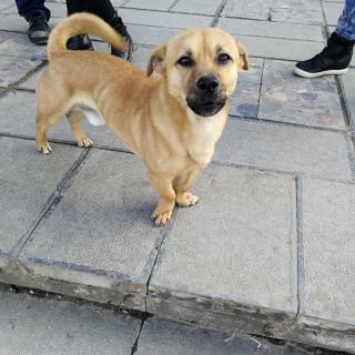 朋友- 〔狗〕奴 唱吧,听见歌声遇见你