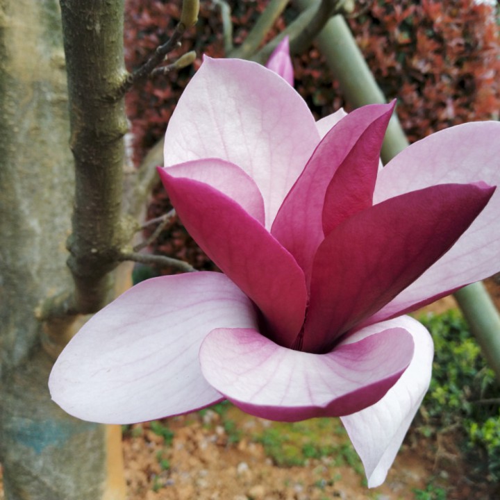 山谷里的思念【高品质】【兴鑫制作】 - 小王666 唱吧,玩音乐,就上