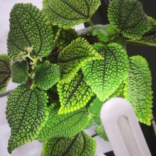 雪落下的声音【电视剧《延禧攻略》插曲】 - 波波大傻瓜!