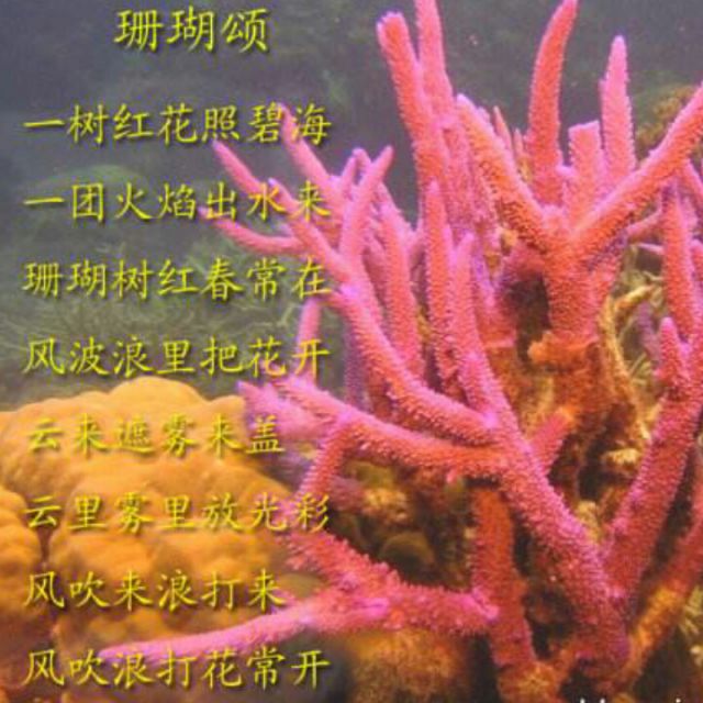 珊瑚颂背景及情感图片