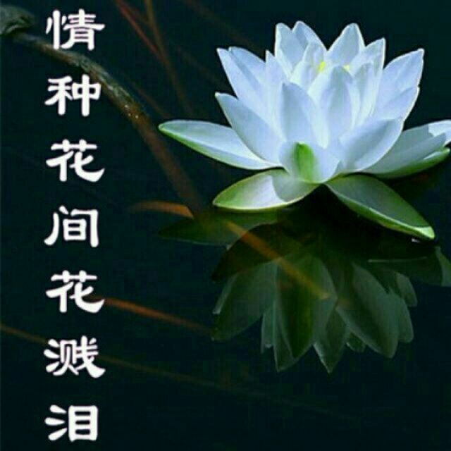 梦断情殇