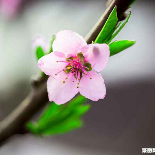 曲劇-《寇準背靴》手提竹籃把飯送(伴奏)