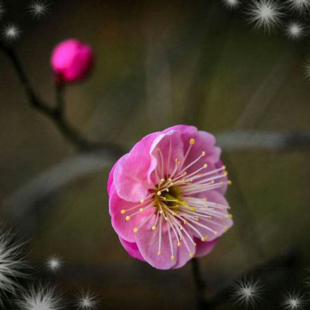 我是一朵梅花