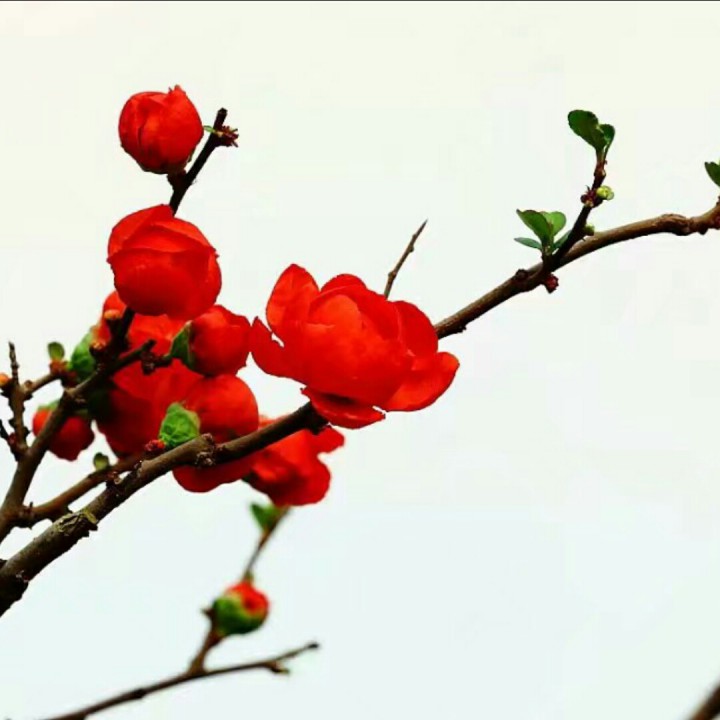小小新娘花