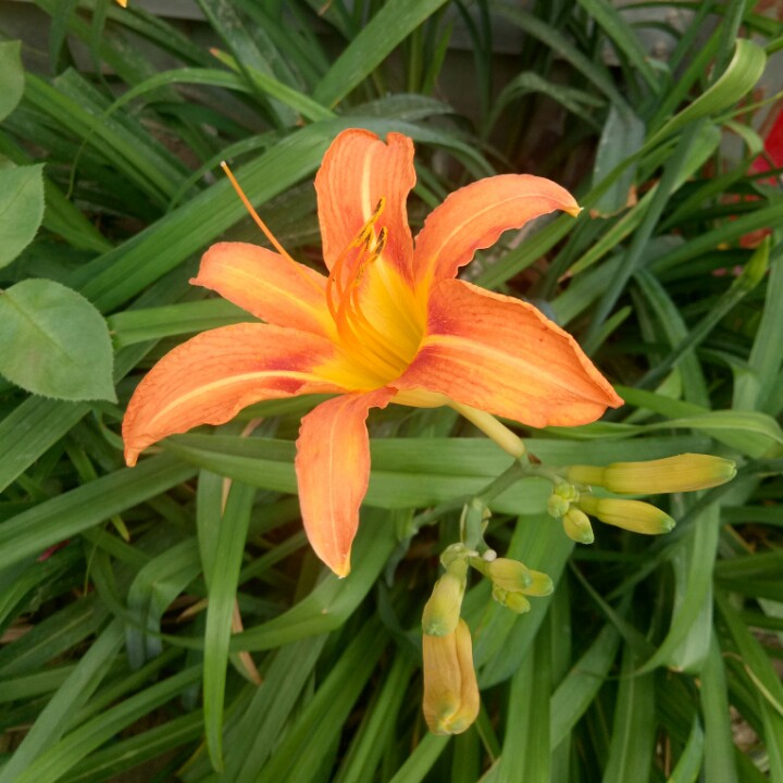 十字架 生命的花 - 圣爱萍萍萍墨之雨 唱吧,玩音乐,就上唱吧!