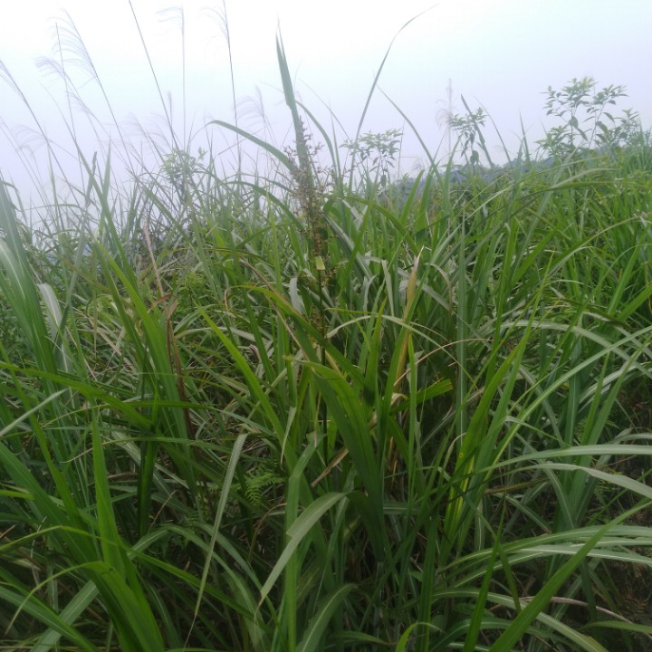 那江烟花