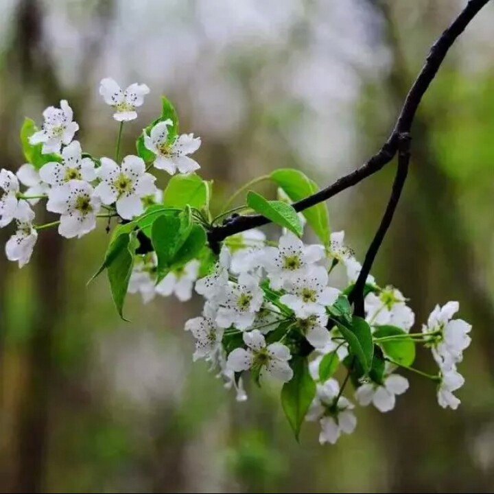 梨花飛情人淚