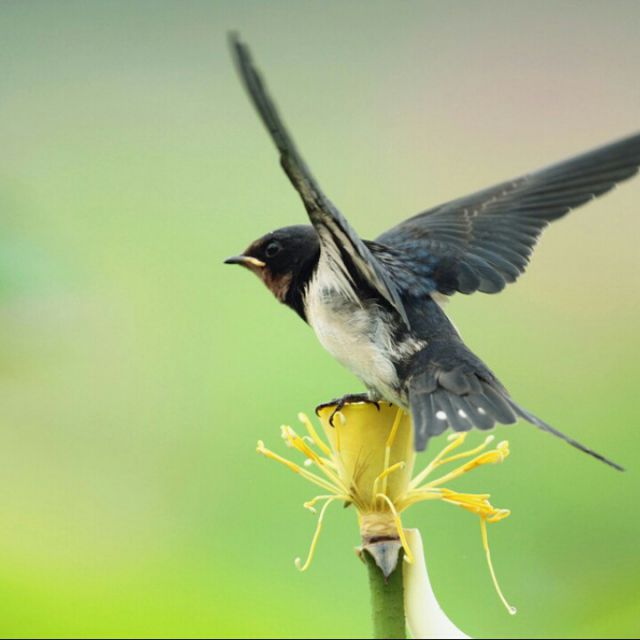 离别的秋天 - 红燕子美容养生堂 唱吧,听见歌声遇见你
