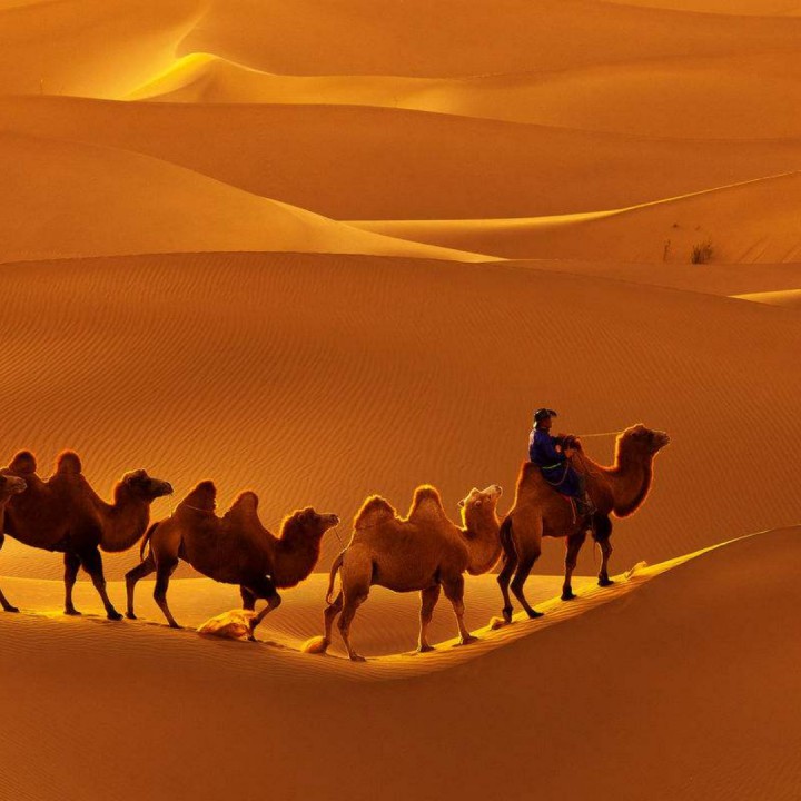 最美骆驼图片图片