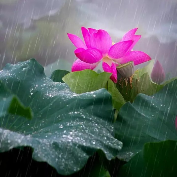 相思的雨 门丽缺男声