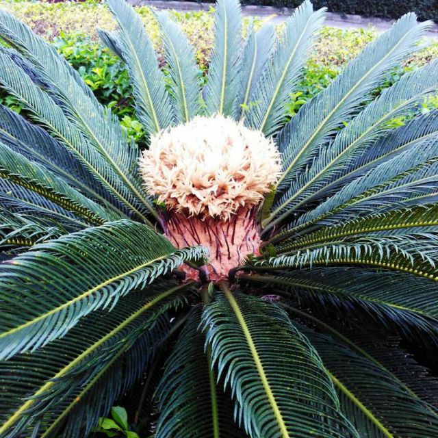 友谊之光【KTV粤语】