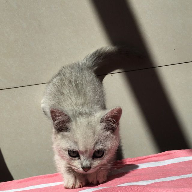 明知故犯