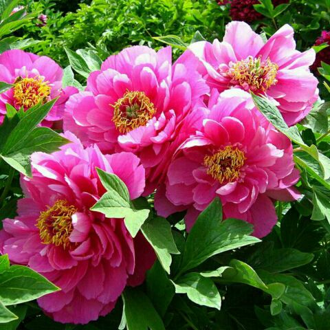 赵少卿-艳遇【cd版】