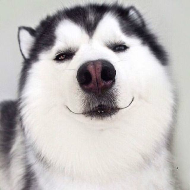 明知故犯【胡鸿钧】