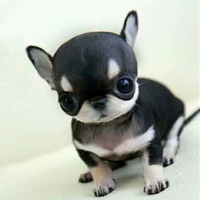 小了白了兔【暴躁词】