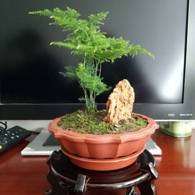 要学习那泰山顶上一青松