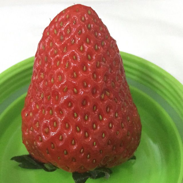 走着走着就散了 - 爱吃兔子的蓝萝卜 唱吧,玩音乐,就上唱吧!