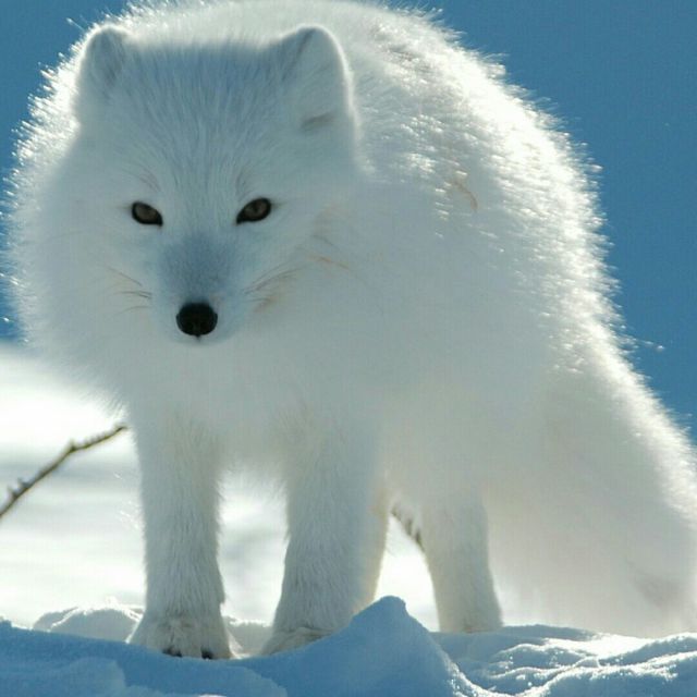 唯美千年白狐图片图片