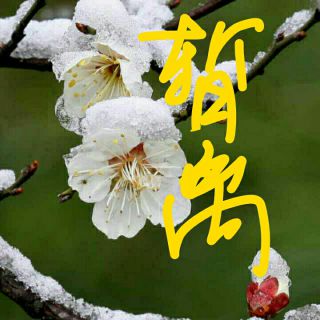 新女人花【阿英】 - 火鳳凰之傲雪 唱吧,玩音樂,就上唱吧!