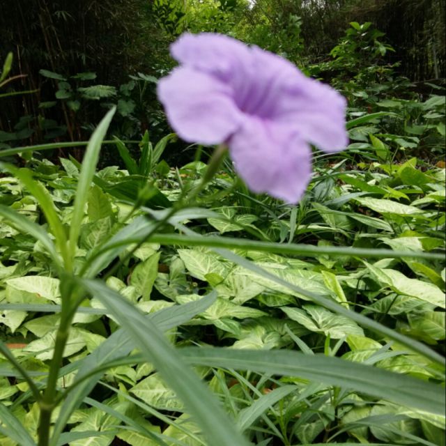 知音【原版】 - 小 草 唱吧,听见歌声遇见你