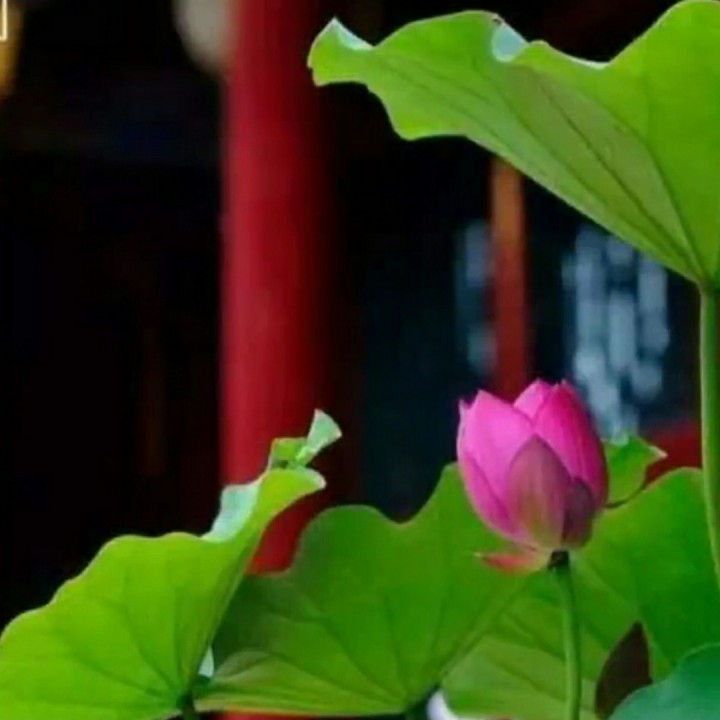 板蓝花儿开【原版伴奏】