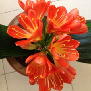 隐形的翅膀 - 铁蛋儿他娘 唱吧,听见歌声遇见你