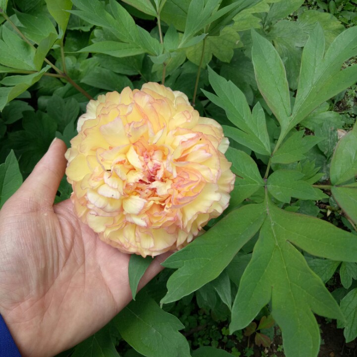 云南花灯数罗汉【民间小调】