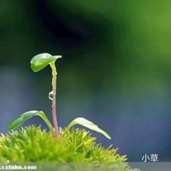 心上的羅加 - 頑強的小草 唱吧,聽見歌聲遇見你