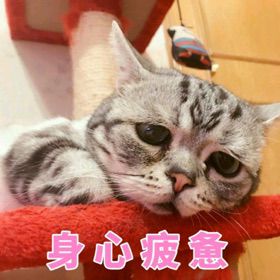 零度的亲吻