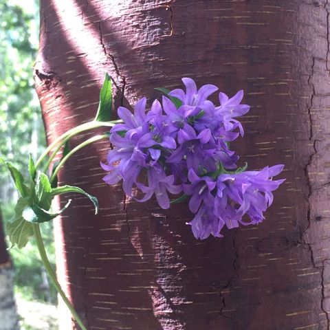 轻音乐【朗诵版】