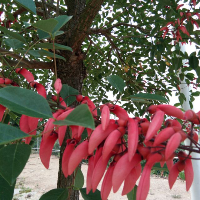 京城会(彩楼记)【理柏柏】