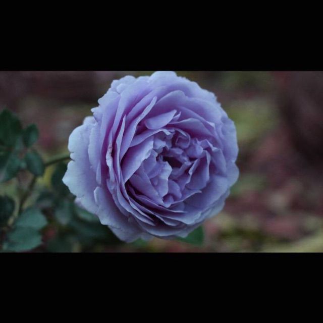 樱花草