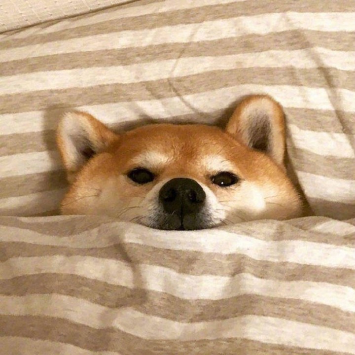 elvish 唱吧,玩音乐,就上唱吧!