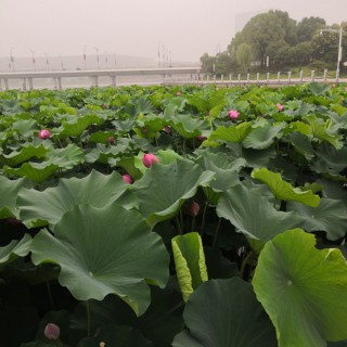 扬剧  五子哭坟   夫妻们紧相偎 清荷流响 扬剧恨刘妃 清荷流响 扬剧