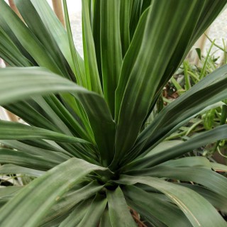 缘0627 扬剧 香烟飘渺避红尘 缘0627 传诗约 缘0627 扬剧  五子哭坟