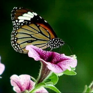 劝人曲【曲剧】