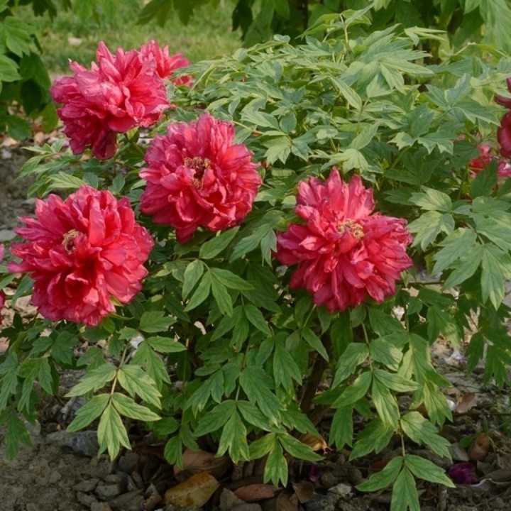 叹十声 - 一品香465 唱吧,玩音乐,就上唱吧!