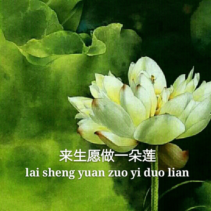 来生愿做一朵莲