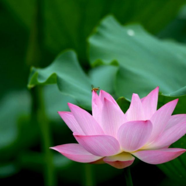 芙蓉雨【帶和聲】