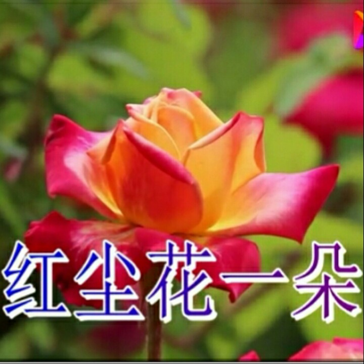 红尘花一朵
