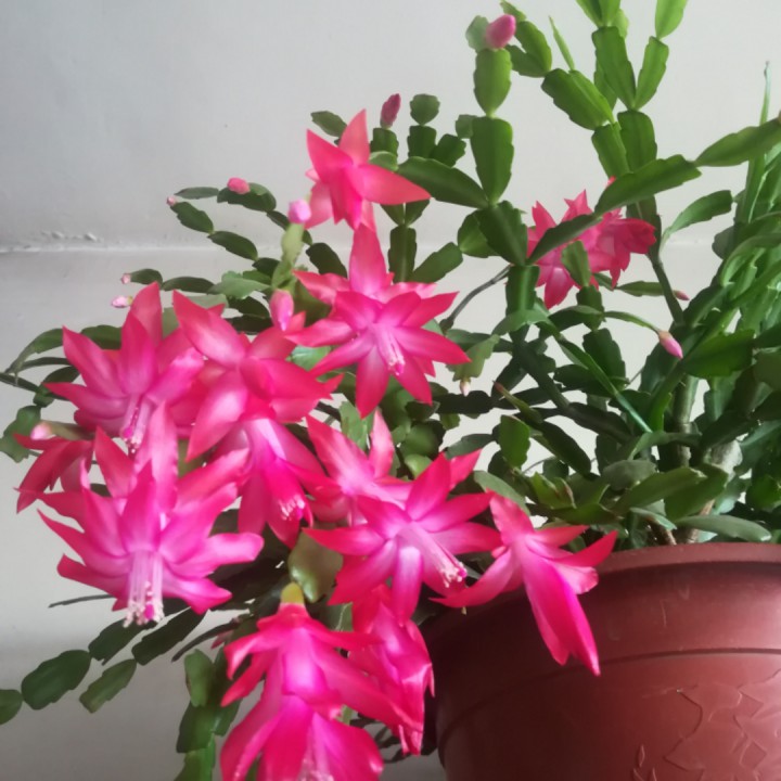 情人鹤顶红【周周专属】