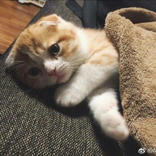 我们的纪念 - 小猫人 唱吧,听见歌声遇见你